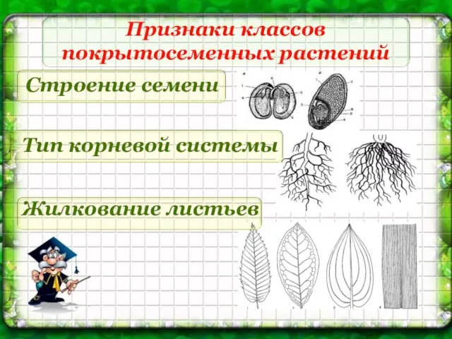 Признаки классов покрытосеменных растений Строение семени Жилкование листьев Тип корневой системы