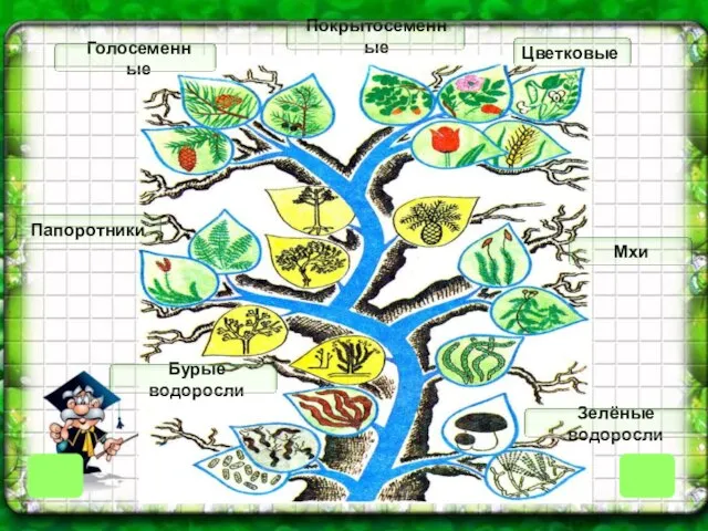 Цветковые Покрытосеменные Мхи Зелёные водоросли Бурые водоросли Папоротники Голосеменные