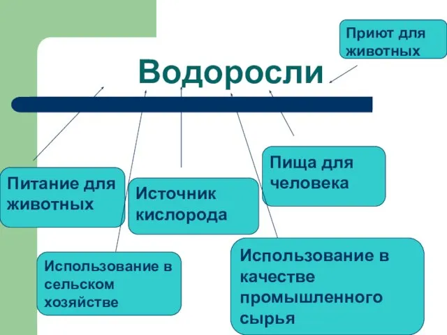 Водоросли Питание для животных Источник кислорода Пища для человека Приют для