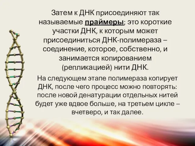 Затем к ДНК присоединяют так называемые праймеры; это короткие участки ДНК,