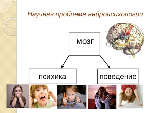 Научная проблема нейропсихологии м мозг психика поведение