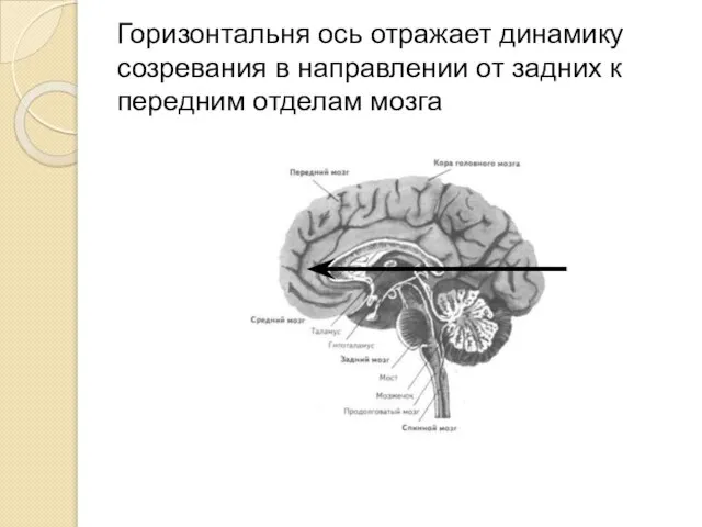 Горизонтальня ось отражает динамику созревания в направлении от задних к передним отделам мозга