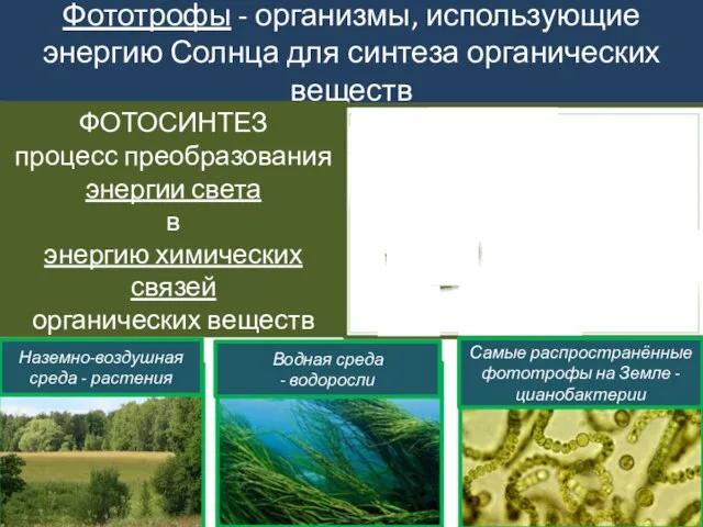 Фототрофы - организмы, использующие энергию Солнца для синтеза органических веществ ФОТОСИНТЕЗ