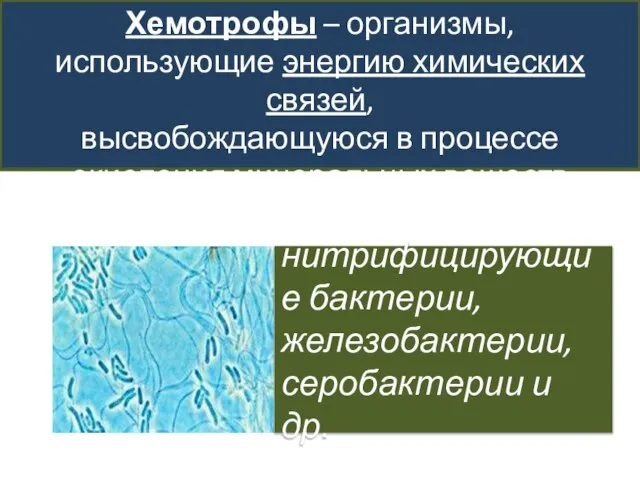 Хемотрофы – организмы, использующие энергию химических связей, высвобождающуюся в процессе окисления минеральных веществ