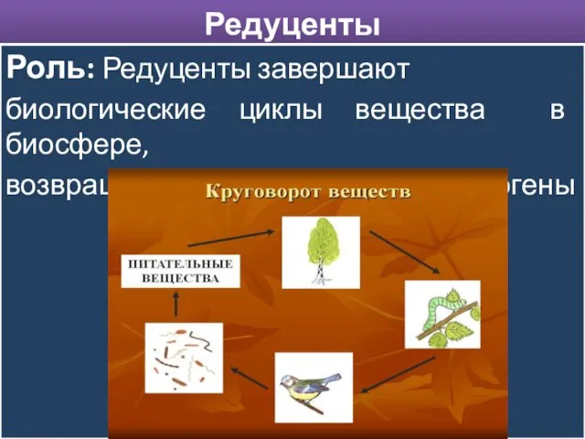 Редуценты Роль: Редуценты завершают биологические циклы вещества в биосфере, возвращая в почву, воду и воздух биогены