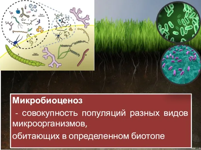 Микробиоценоз - совокупность популяций разных видов микроорганизмов, обитающих в определенном биотопе