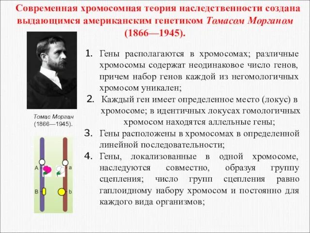 Гены располагаются в хромосомах; различные хромосомы содержат неодинаковое число генов, причем