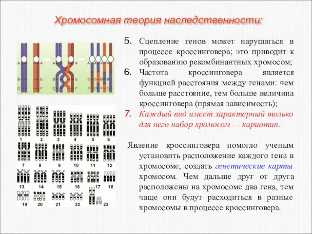 Сцепление генов может нарушаться в процессе кроссинговера; это приводит к образованию