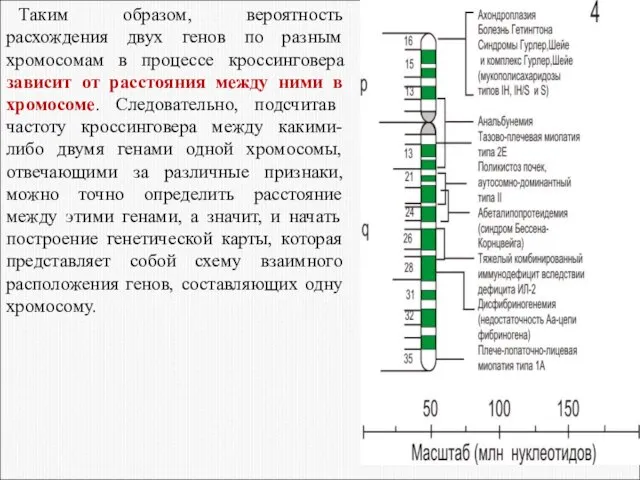 Таким образом, вероятность расхождения двух генов по разным хромосомам в процессе