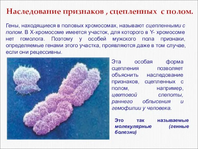 Наследование признаков , сцепленных с полом. Гены, находящиеся в половых хромосомах,