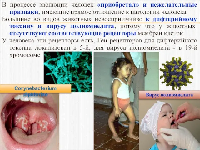 В процессе эволюции человек «приобретал» и нежелательные признаки, имеющие прямое отношение