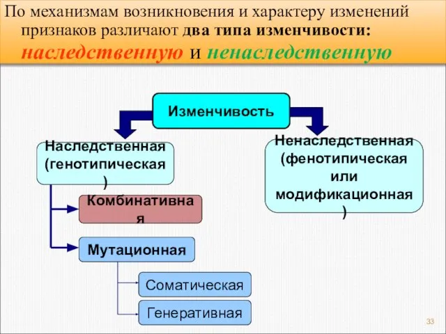 По механизмам возникновения и характеру изменений признаков различают два типа изменчивости: