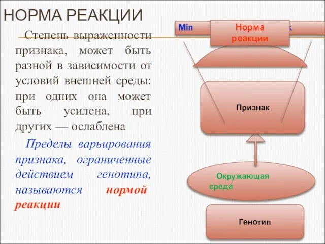 НОРМА РЕАКЦИИ Степень выраженности признака, может быть разной в зависимости от