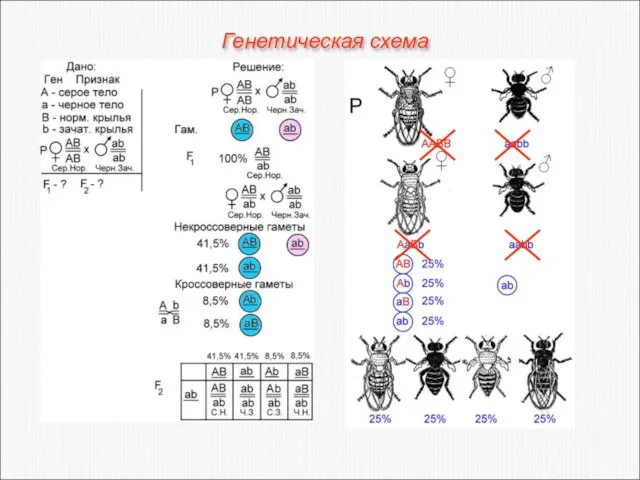 Генетическая схема