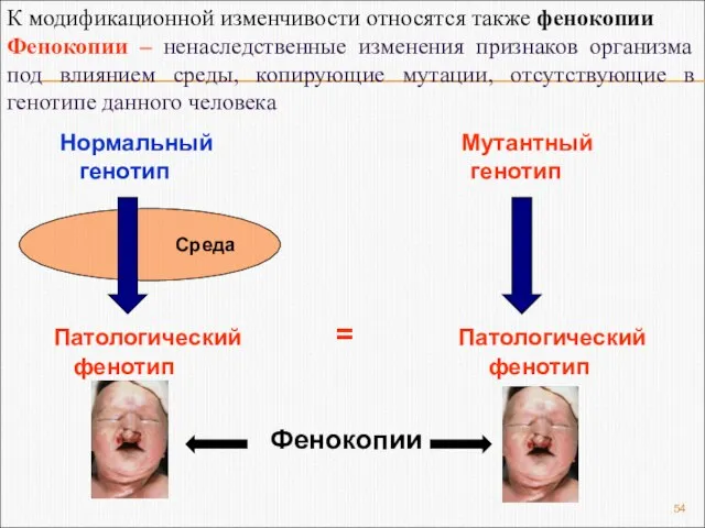 Среда Нормальный Мутантный генотип генотип Патологический = Патологический фенотип фенотип Фенокопии