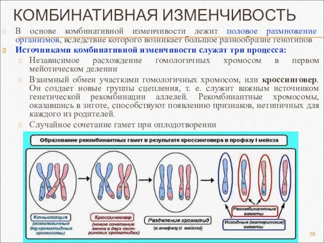 КОМБИНАТИВНАЯ ИЗМЕНЧИВОСТЬ В основе комбинативной изменчивости лежит половое размножение организмов, вследствие