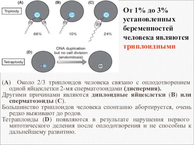 (A) Около 2/3 триплоидов человека связано с оплодотворением одной яйцеклетки 2-мя