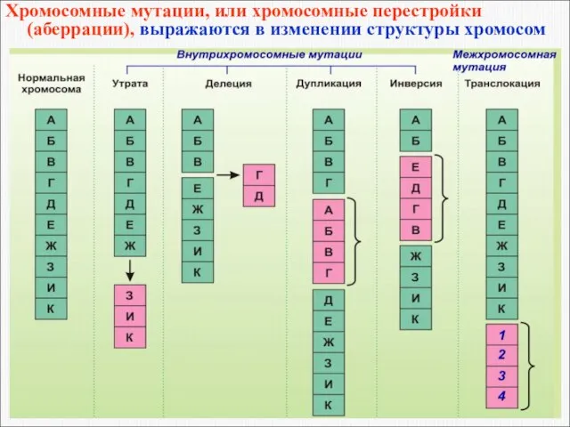 Хромосомные мутации, или хромосомные перестройки (аберрации), выражаются в изменении структуры хромосом