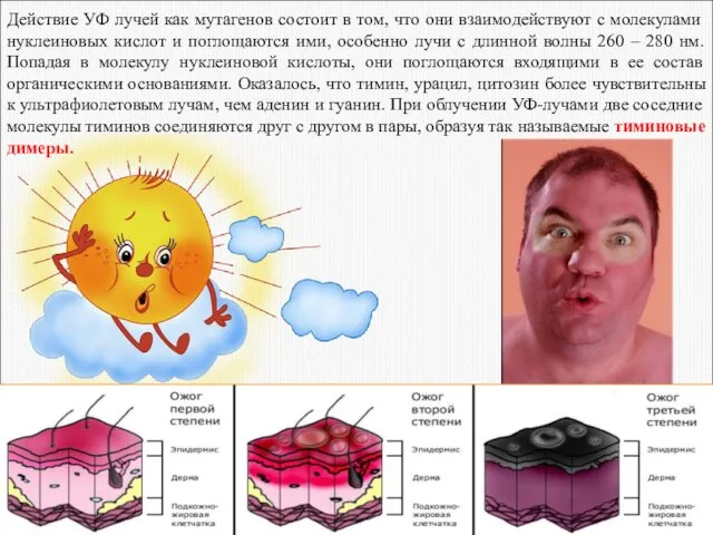 Действие УФ лучей как мутагенов состоит в том, что они взаимодействуют