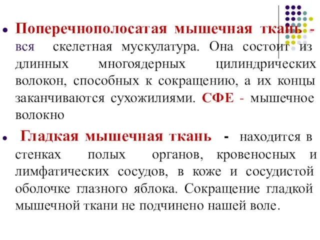 Поперечнополосатая мышечная ткань - вся скелетная мускулатура. Она состоит из длинных