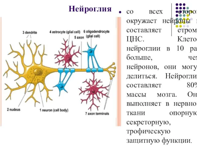 Нейроглия со всех сторон окружает нейроны и составляет строму ЦНС. Клеток