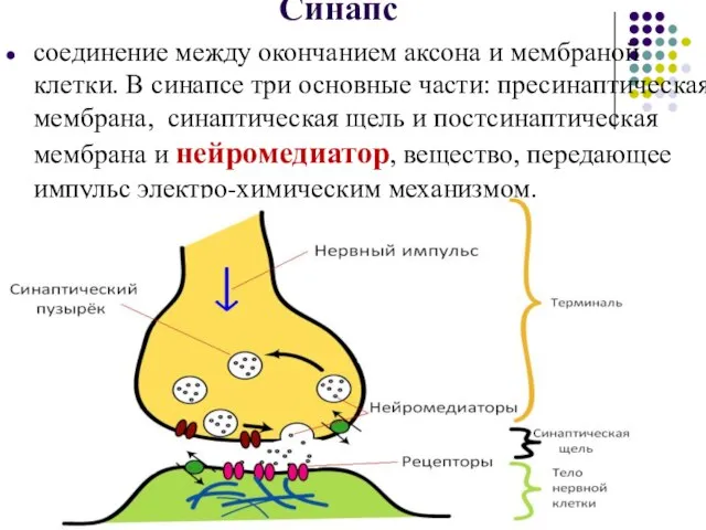 Синапс соединение между окончанием аксона и мембраной клетки. В синапсе три