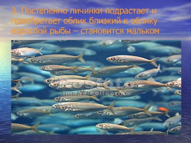 3. Постепенно личинки подрастает и приобретает облик близкий к облику взрослой рыбы – становится мальком