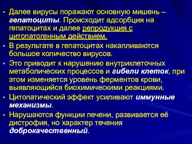 Далее вирусы поражают основную мишень – гепатоциты. Происходит адсорбция на гепатоцитах