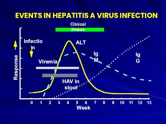 EVENTS IN HEPATITIS A VIRUS INFECTION