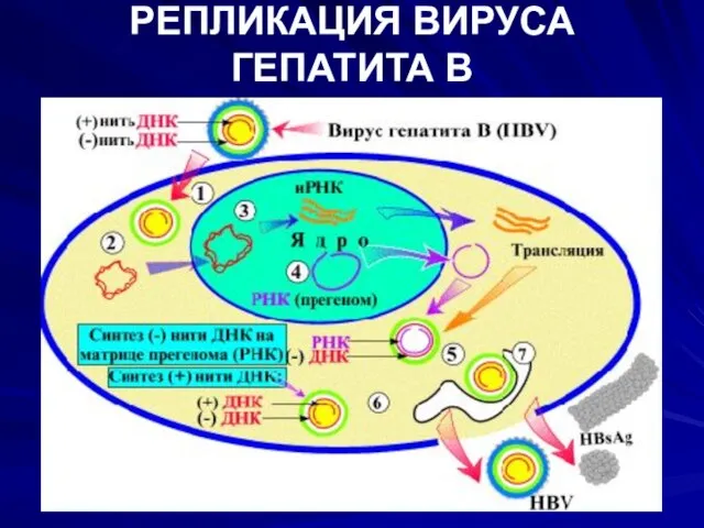 РЕПЛИКАЦИЯ ВИРУСА ГЕПАТИТА В