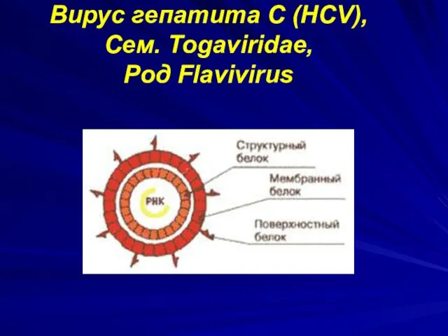 Вирус гепатита С (HCV), Сем. Togaviridae, Род Flavivirus