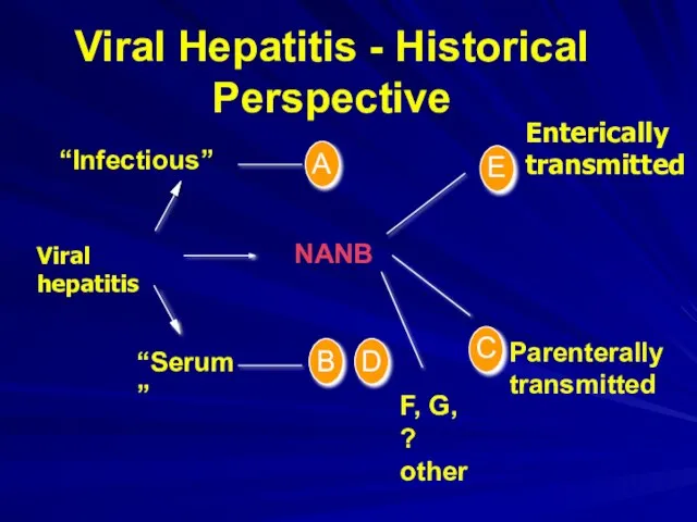 Viral Hepatitis - Historical Perspective A “Infectious” “Serum” Parenterally transmitted F,