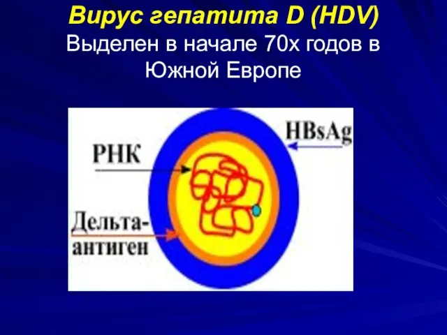 Вирус гепатита D (HDV) Выделен в начале 70х годов в Южной Европе