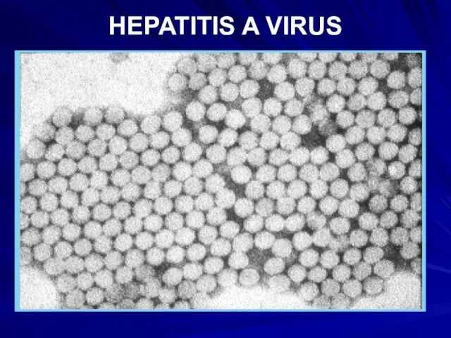 HEPATITIS A VIRUS