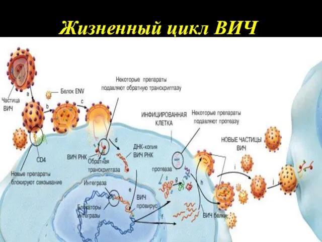 Жизненный цикл ВИЧ