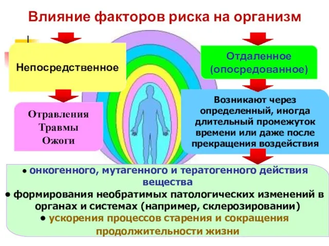 Влияние факторов риска на организм Непосредственное Отравления Травмы Ожоги Отдаленное (опосредованное)