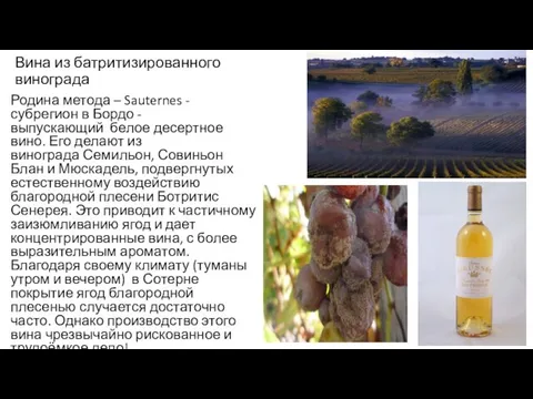 Вина из батритизированного винограда Родина метода – Sauternes - субрегион в