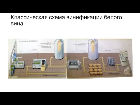 Классическая схема винификации белого вина