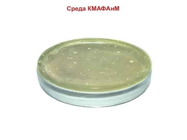 Среда КМАФАнМ