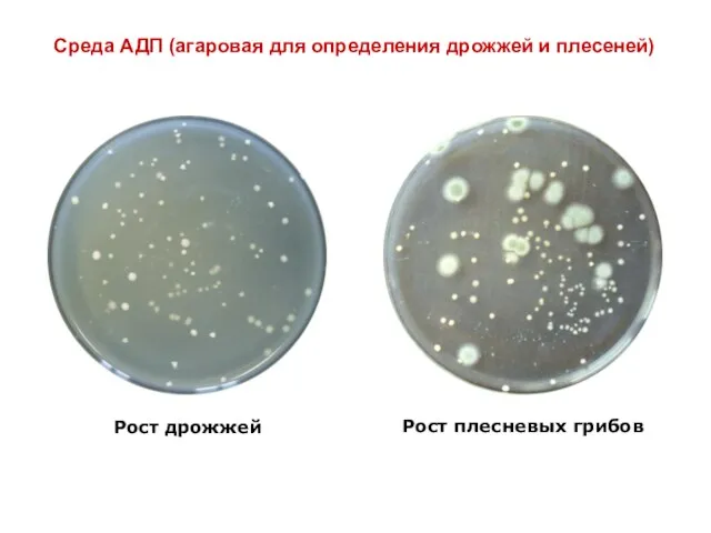 Среда АДП (агаровая для определения дрожжей и плесеней) Рост дрожжей Рост плесневых грибов