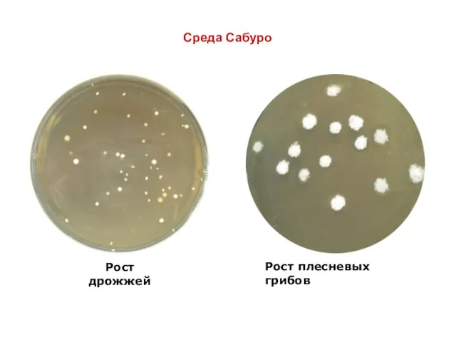 Среда Сабуро Рост дрожжей Рост плесневых грибов