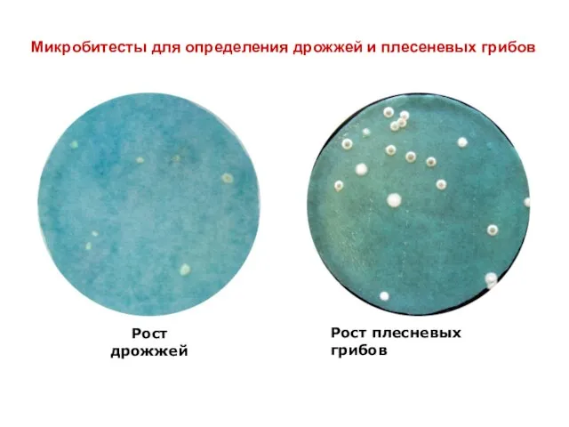 Микробитесты для определения дрожжей и плесеневых грибов Рост дрожжей Рост плесневых грибов