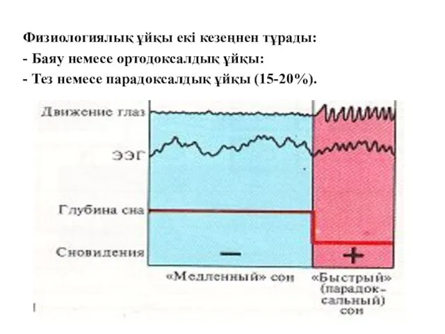 Физиологиялық ұйқы екі кезеңнен тұрады: - Баяу немесе ортодоксалдық ұйқы: - Тез немесе парадоксалдық ұйқы (15-20%).