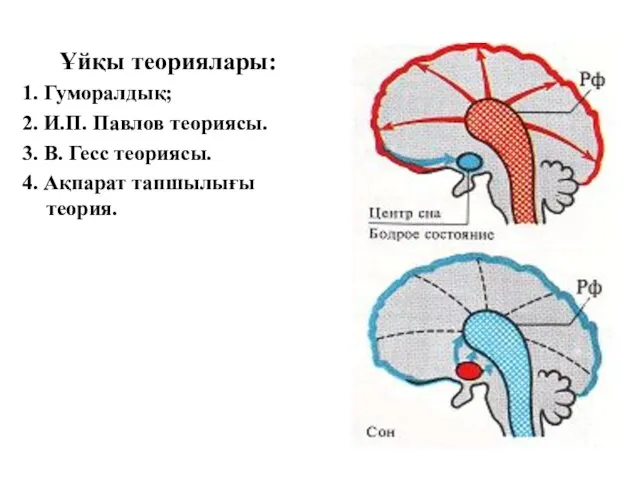 Ұйқы теориялары: 1. Гуморалдық; 2. И.П. Павлов теориясы. 3. В. Гесс теориясы. 4. Ақпарат тапшылығы теория.