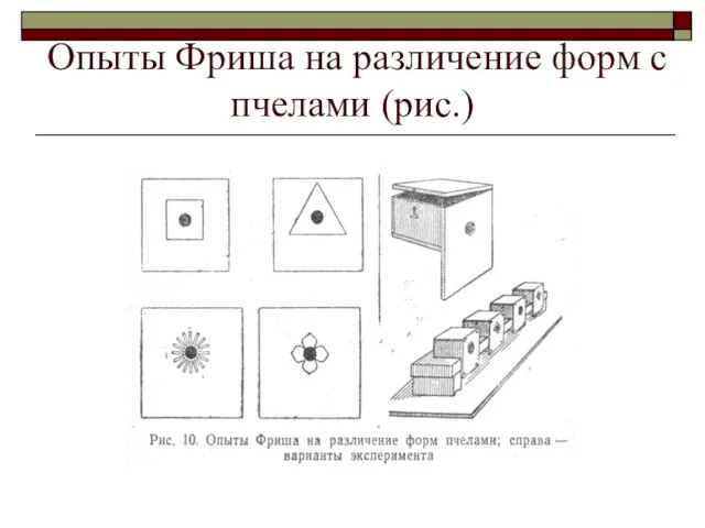 Опыты Фриша на различение форм с пчелами (рис.)