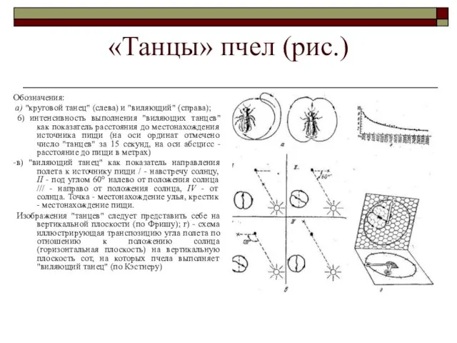 «Танцы» пчел (рис.) Обозначения: а) "круговой танец" (слева) и "виляющий" (справа);