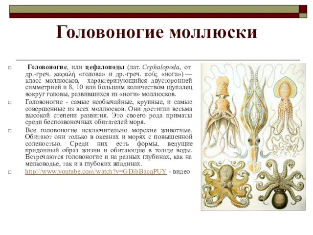 Головоногие моллюски Головоногие, или цефалоподы (лат. Cephalopoda, от др.-греч. ϰεφαλή «голова»