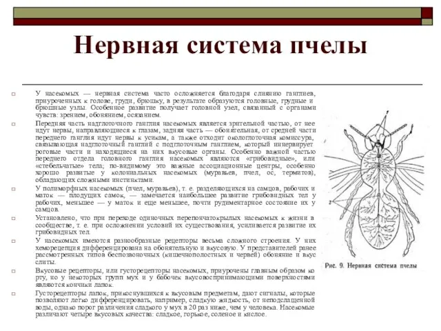 Нервная система пчелы У насекомых — нервная система часто осложняется благодаря