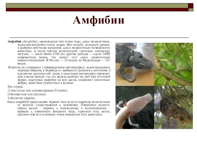 Амфибии Амфибии (Amphibia), земноводные или голые гады; класс позвоночных, характеризующийся голою