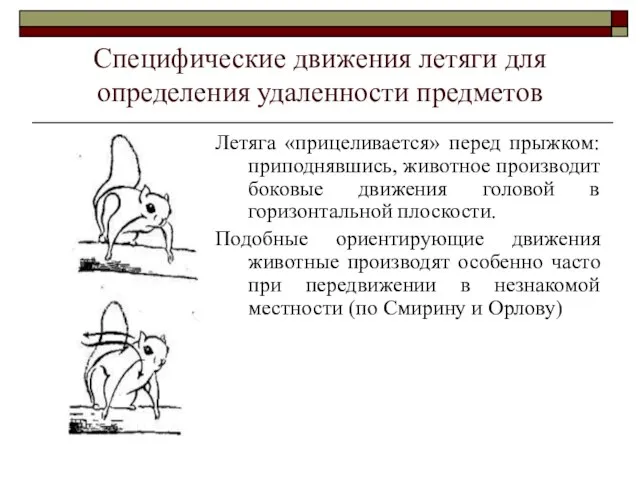 Специфические движения летяги для определения удаленности предметов Летяга «прицеливается» перед прыжком: